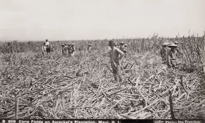 Framed Print : Sugar Cane Fields, workers cutting cane, Maui, Hawaii Framed Print : Sugar Cane Fields, workers cutting cane, Maui, Hawaii