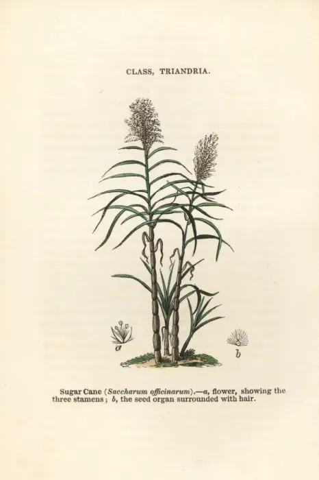 Framed Print : Sugar cane, Saccharum officinarum Framed Print : Sugar cane, Saccharum officinarum