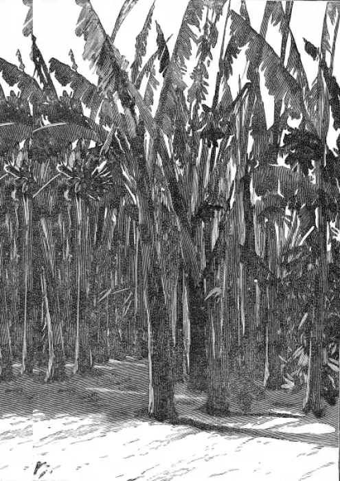 Framed Print : Sugar Cane, Southern California, 1888 Framed Print : Sugar Cane, Southern California, 1888
