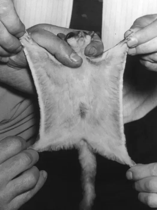 Framed Print : Sugar Glider