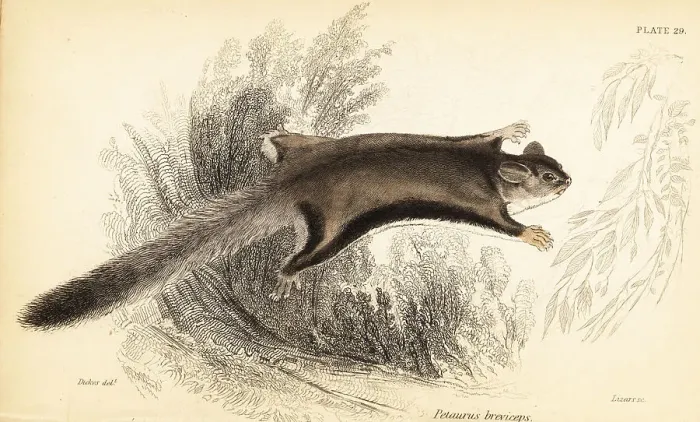 Framed Print : Sugar glider, Petaurus breviceps Framed Print : Sugar glider, Petaurus breviceps