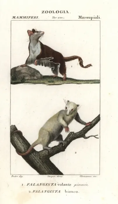 Framed Print : Sugar glider, Petaurus breviceps, and northern Framed Print : Sugar glider, Petaurus breviceps, and northern