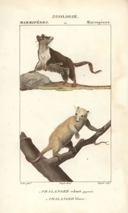 Framed Print : Sugar glider, Petaurus breviceps, and northern Framed Print : Sugar glider, Petaurus breviceps, and northern