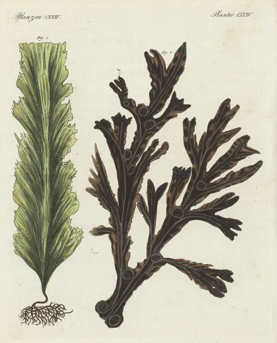 Framed Print : Sugar kelp and bladderwrack Framed Print : Sugar kelp and bladderwrack