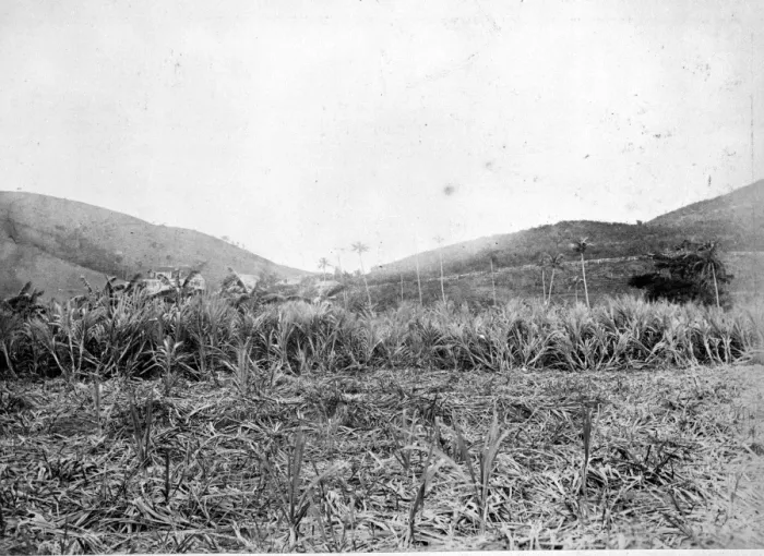 Framed Print : Sugar Plantation, St. Thomas 1873 Framed Print : Sugar Plantation, St. Thomas 1873