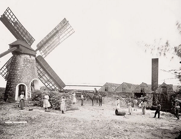 Sugar processing mill, windmill, Barbados, West Indies
