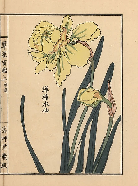 Suisen or daffodil species, Narcissus pseudonarcissus