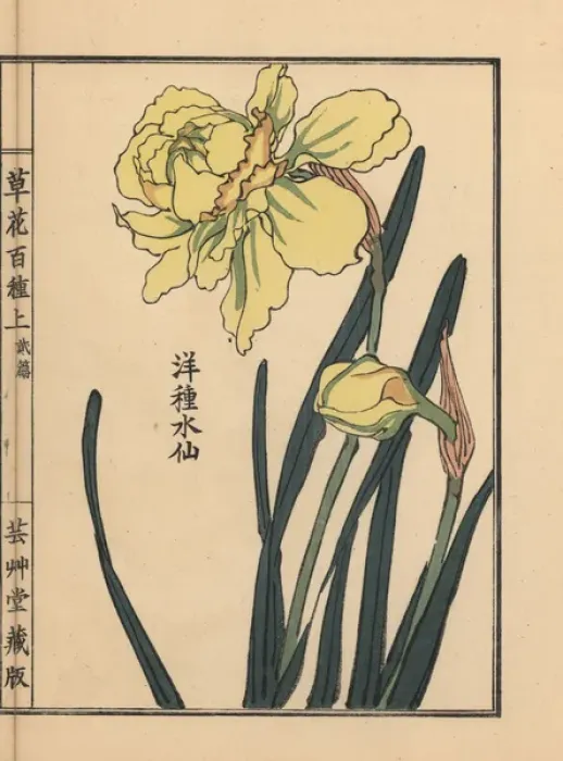 Framed Print : Suisen or daffodil species, Narcissus pseudonarcissus Framed Print : Suisen or daffodil species, Narcissus pseudonarcissus