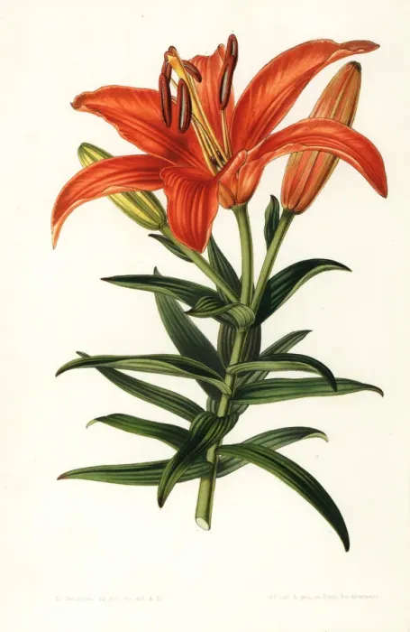 Framed Print : Sukashiyuri lily, Lilium maculatum Framed Print : Sukashiyuri lily, Lilium maculatum
