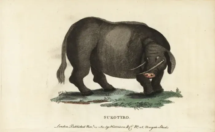 Framed Print : Sukotyro, Sukotyrus indicus Framed Print : Sukotyro, Sukotyrus indicus
