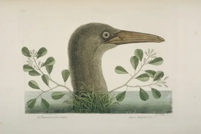 Framed Print : Sula leucogaster, brown booby Framed Print : Sula leucogaster, brown booby