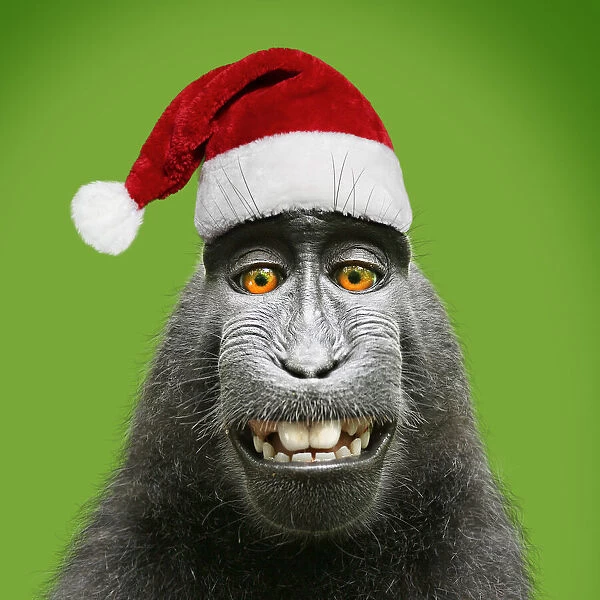 Sulawesi crested black macaque, wearing Christmas