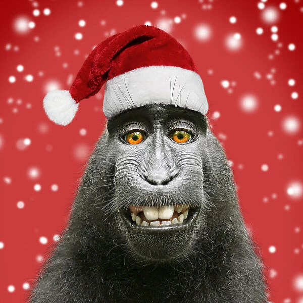 Sulawesi crested black macaque, wearing Christmas