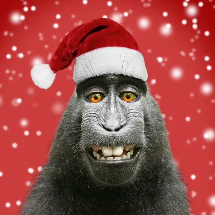 Framed Print : Sulawesi crested black macaque, wearing Christmas Framed Print : Sulawesi crested black macaque, wearing Christmas
