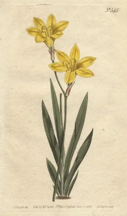 Framed Print : Sulphur-colored ixia with bright lemon yellow Framed Print : Sulphur-colored ixia with bright lemon yellow