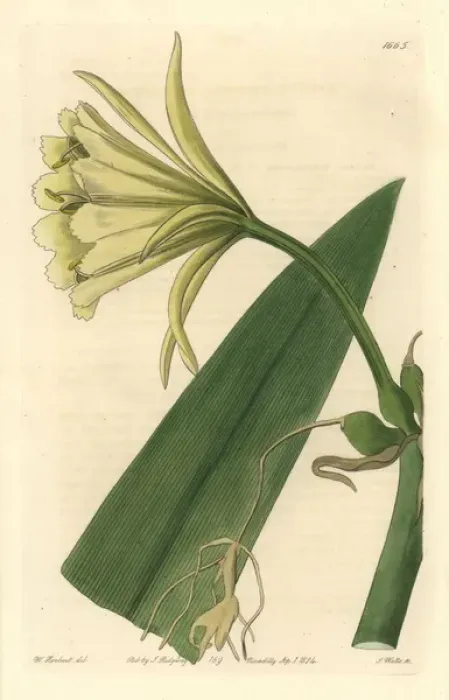 Framed Print : Sulphur-coloured ismene, Ismene amancaes var sulphurea Framed Print : Sulphur-coloured ismene, Ismene amancaes var sulphurea