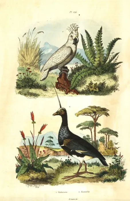 Framed Print : Sulphur-crested Cockatoo and horned screamer Framed Print : Sulphur-crested Cockatoo and horned screamer