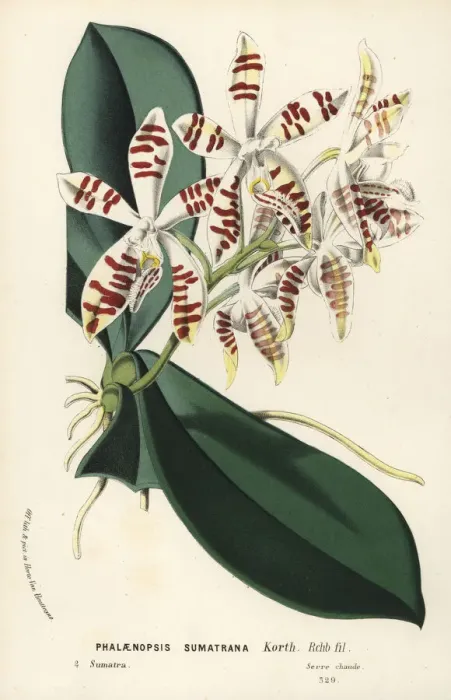 Framed Print : Sumatra phalaenopsis orchid, Phalaenopsis sumatrana Framed Print : Sumatra phalaenopsis orchid, Phalaenopsis sumatrana