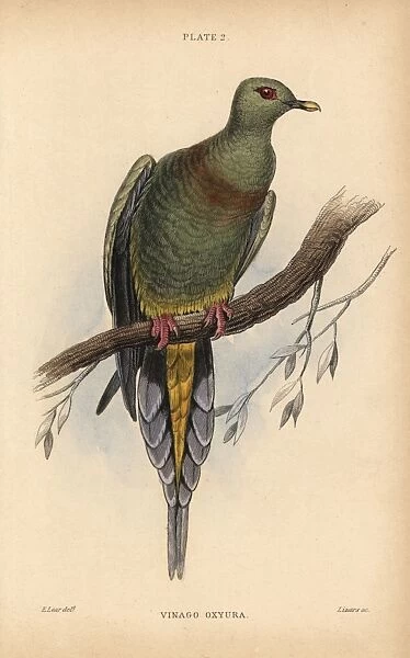 Sumatran Green Pigeon, Treron oxyurus Near threatened