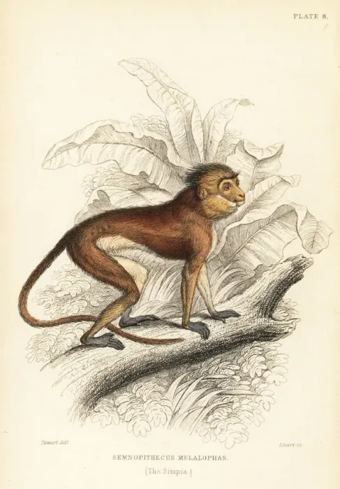 Framed Print : Sumatran surili, Presbytis melalophos. Endangered Framed Print : Sumatran surili, Presbytis melalophos. Endangered