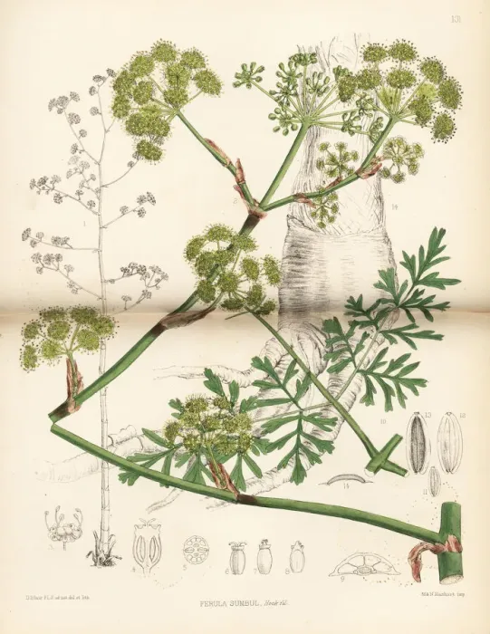 Framed Print : Sumbul, Ferula moschata Framed Print : Sumbul, Ferula moschata