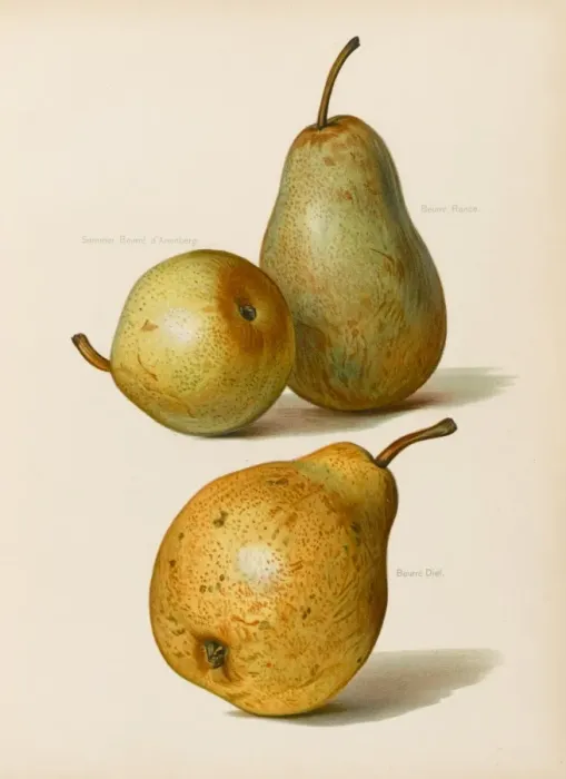 Framed Print : PEARS. Summer Beurre d Aremberg Bwurre Diel Framed Print : PEARS. Summer Beurre d Aremberg Bwurre Diel