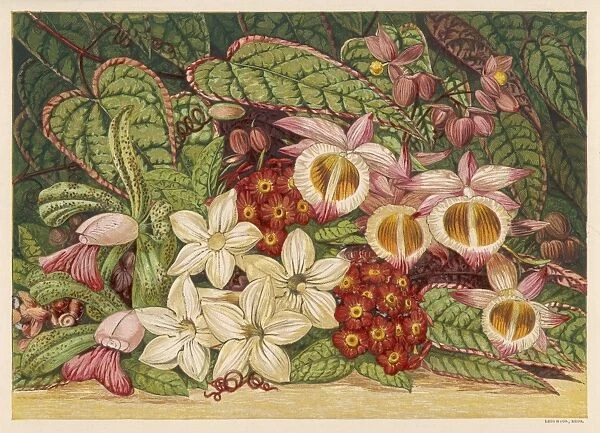 Summer Flowers 1866. Orchids (Dendorbium Devonianum & Cattleya Leopoldi);