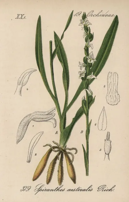 Framed Print : Summer lady s-tresses, Spiranthes aestivalis Framed Print : Summer lady s-tresses, Spiranthes aestivalis