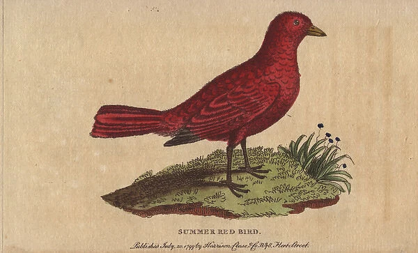 Summer red-bird, Tanagra aestiva