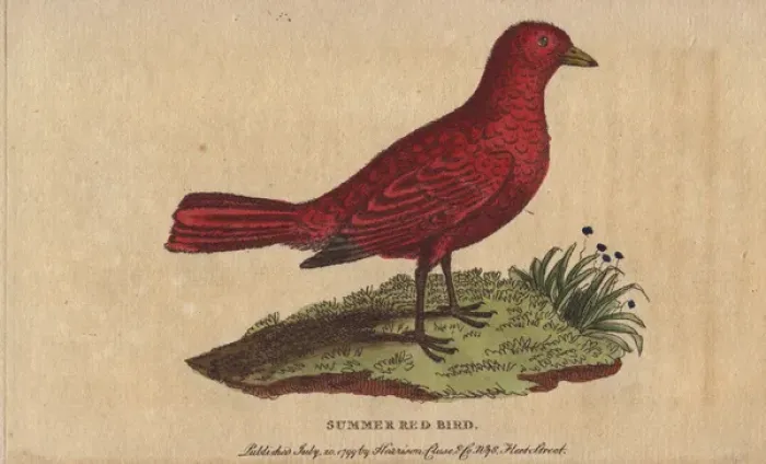 Framed Print : Summer red-bird, Tanagra aestiva Framed Print : Summer red-bird, Tanagra aestiva