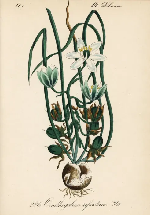 Framed Print : Summer snowdrop, Ornithogalum refractum Framed Print : Summer snowdrop, Ornithogalum refractum