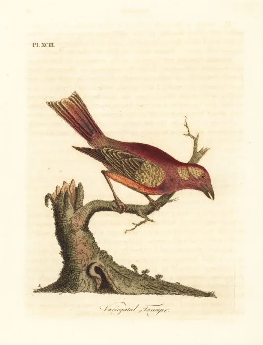 Framed Print : Summer tanager, Piranga rubra Framed Print : Summer tanager, Piranga rubra