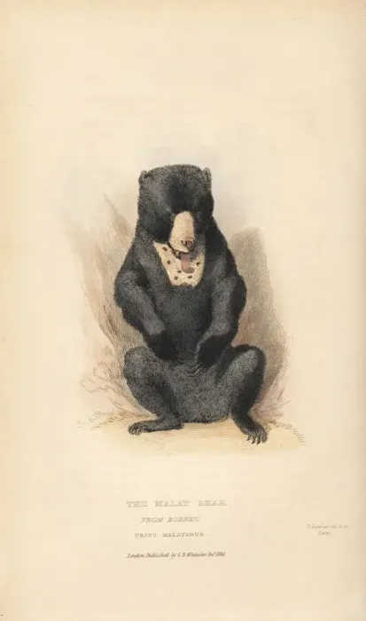 Framed Print : Sun bear, Helarctos malayanus. Vulnerable Framed Print : Sun bear, Helarctos malayanus. Vulnerable