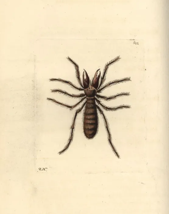 Framed Print : Sun spider, Galeodes araneoides Framed Print : Sun spider, Galeodes araneoides