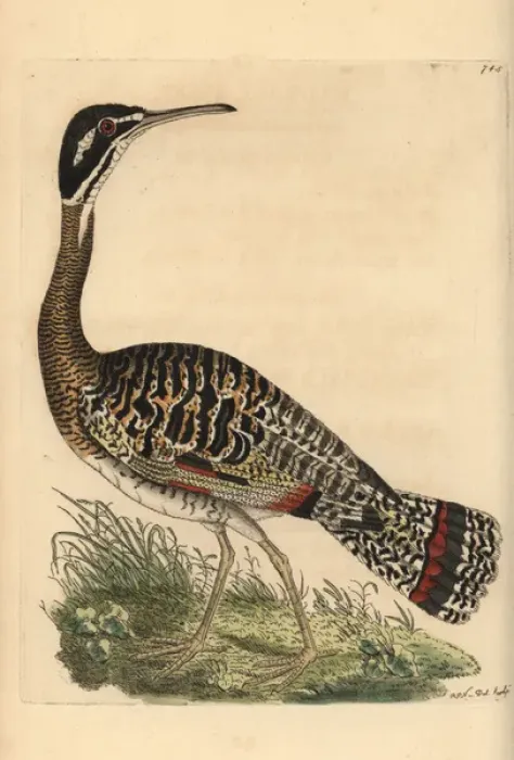 Framed Print : Sunbittern, Eurypyga helias Framed Print : Sunbittern, Eurypyga helias