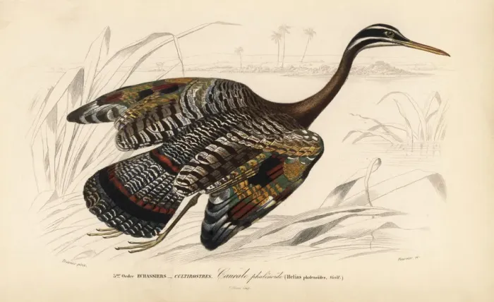Framed Print : Sunbittern, Eurypyga helias Framed Print : Sunbittern, Eurypyga helias