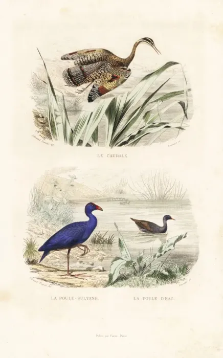 Framed Print : Sunbittern, purple swamphen and common moorhen Framed Print : Sunbittern, purple swamphen and common moorhen