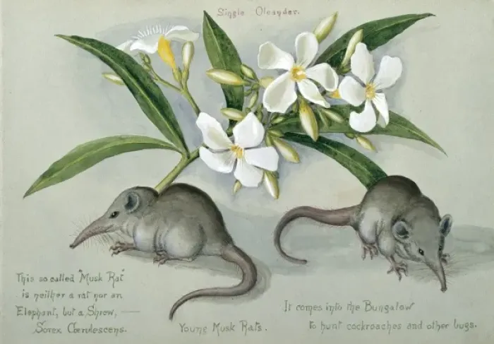 Framed Print : Suncus murinus caerulescens, Indian grey musk-shrew Framed Print : Suncus murinus caerulescens, Indian grey musk-shrew