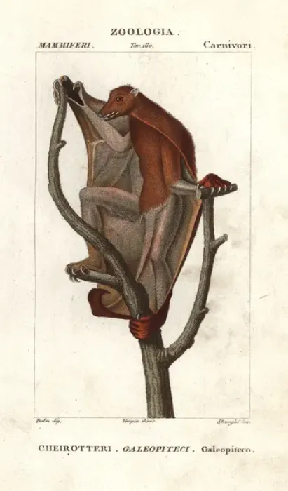 Framed Print : Sunda flying lemur, Galeopterus variegatus Framed Print : Sunda flying lemur, Galeopterus variegatus