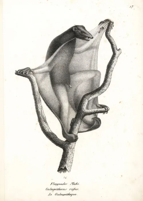 Framed Print : Sunda flying lemur, Galeopterus variegatus Framed Print : Sunda flying lemur, Galeopterus variegatus
