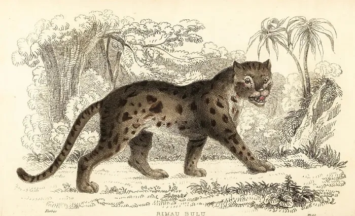 Framed Print : Sunda leopard cat, Prionailurus bengalensis subsp. sumatranus Framed Print : Sunda leopard cat, Prionailurus bengalensis subsp. sumatranus
