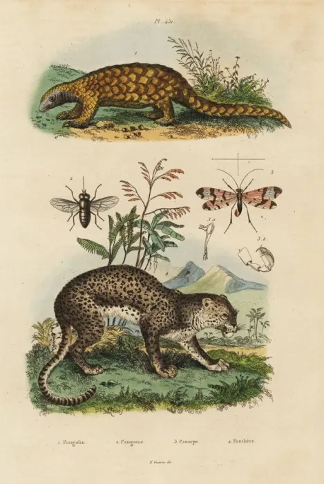 Framed Print : Sunda pangolin, leopard, horse fly and scorpion fly Framed Print : Sunda pangolin, leopard, horse fly and scorpion fly