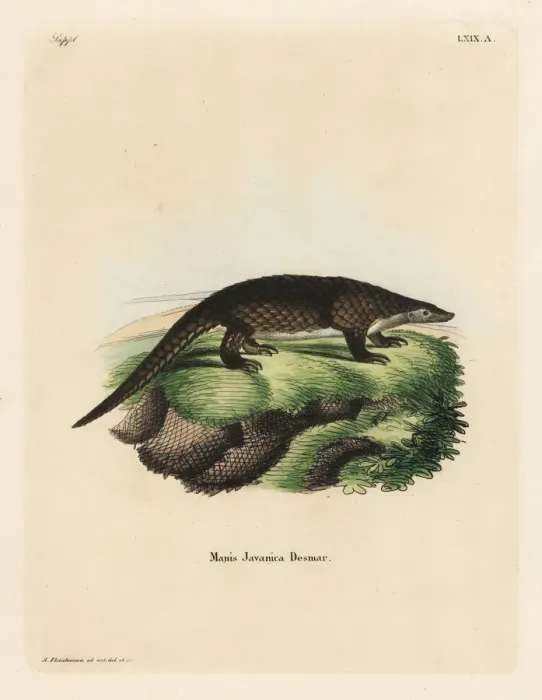 Framed Print : Sunda pangolin, Manis javanica. Critically endangered Framed Print : Sunda pangolin, Manis javanica. Critically endangered