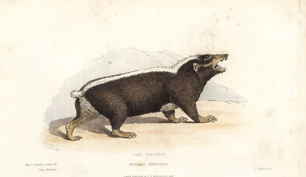 Sunda stink badger, Mydaus javanensis