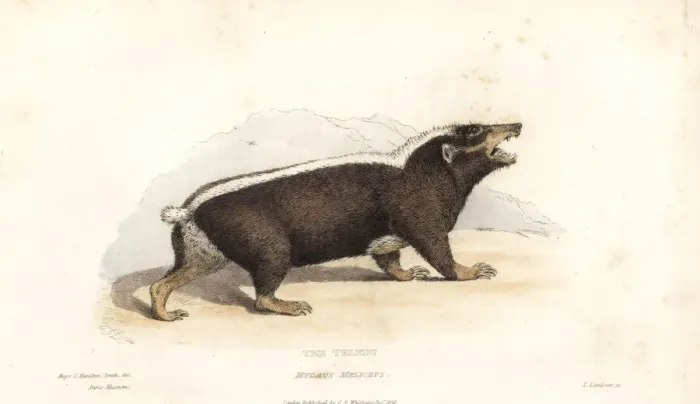 Framed Print : Sunda stink badger, Mydaus javanensis Framed Print : Sunda stink badger, Mydaus javanensis