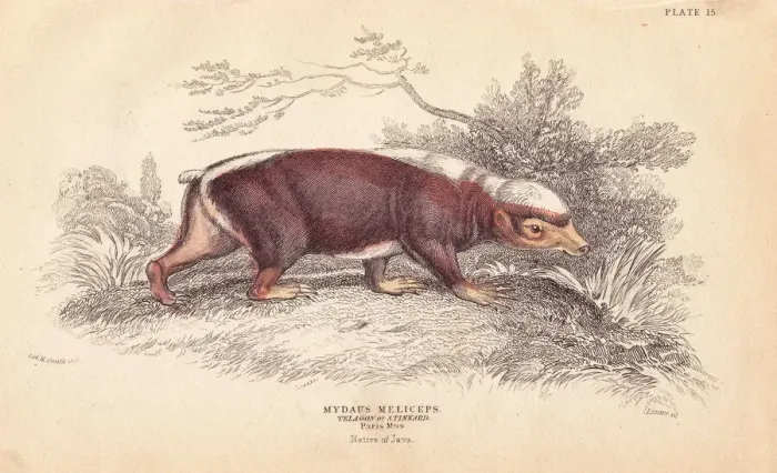 Framed Print : Sunda stink badger, Mydaus javanensis Framed Print : Sunda stink badger, Mydaus javanensis