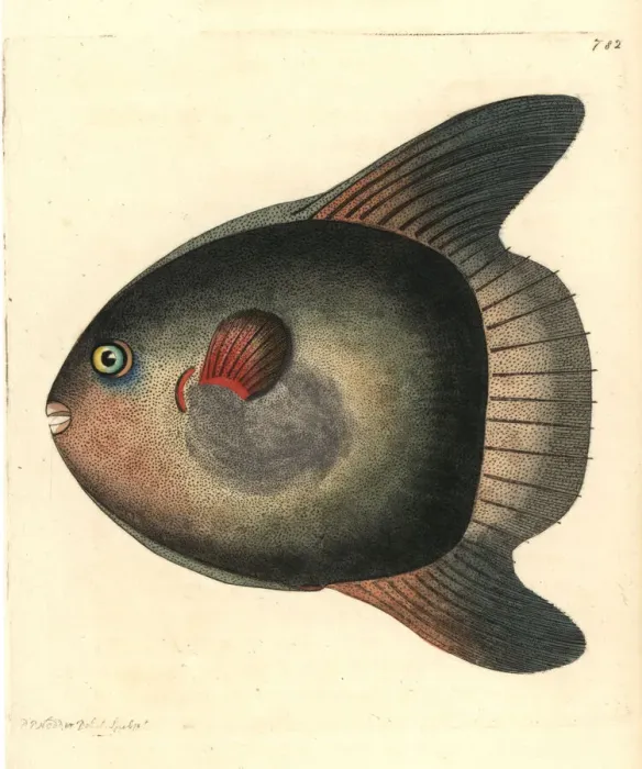 Framed Print : Sunfish, Mola mola Framed Print : Sunfish, Mola mola