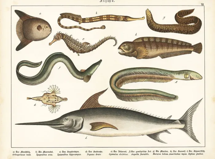 Framed Print : Sunfish, pipefish, eels, wolffish and swordfish