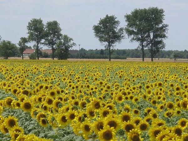 Sunflower field near Riesa, Saxony, Germany