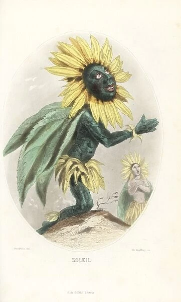 Sunflower flower fairy, Helianthus annuus